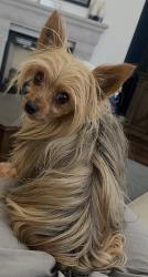 Lost Male Dog last seen Carradale dr, Roseville, CA 95661