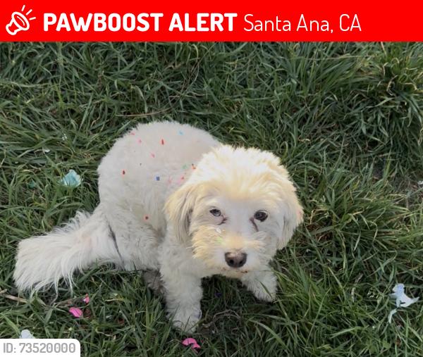 Lost Female Dog last seen First and flower, Santa Ana, CA 92703