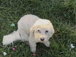 Lost Female Dog last seen First and flower, Santa Ana, CA 92703