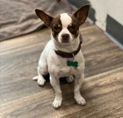 Shelter Stray Male Dog last seen Near Freeway, San Diego, CA, 92101, 5500 Gaines St, San Diego, CA 92110, USA