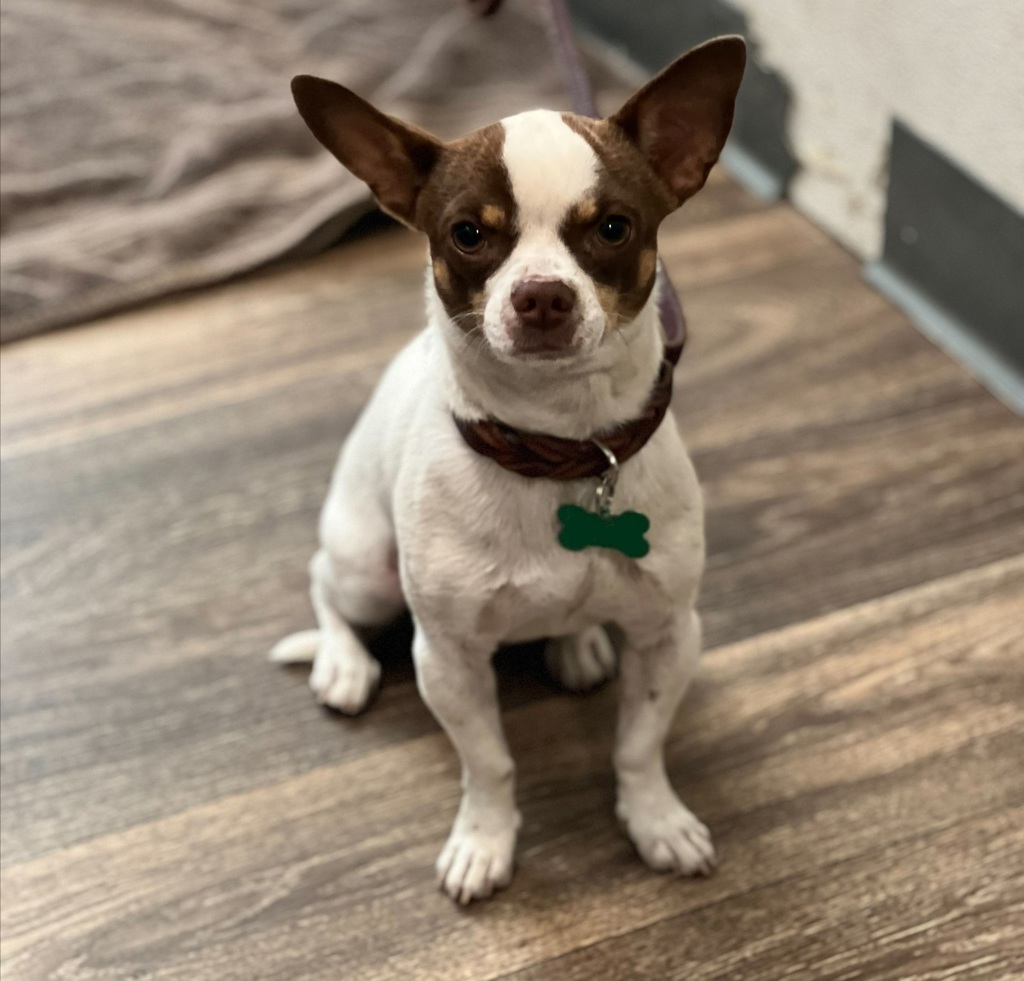 Shelter Stray Male Dog last seen Near Freeway, San Diego, CA, 92101, 5500 Gaines St, San Diego, CA 92110, USA
