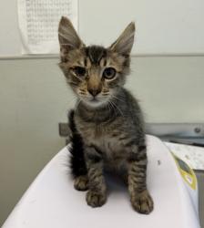 Shelter Stray Male Cat last seen Near Tayne Street, San Diego, CA, 92102, 5500 Gaines St, San Diego, CA 92110, USA