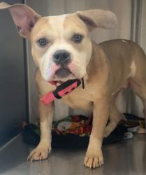 Shelter Stray Female Dog last seen Near Vincetta Court, La Mesa, CA, 91942, El Cajon, CA 92020, USA