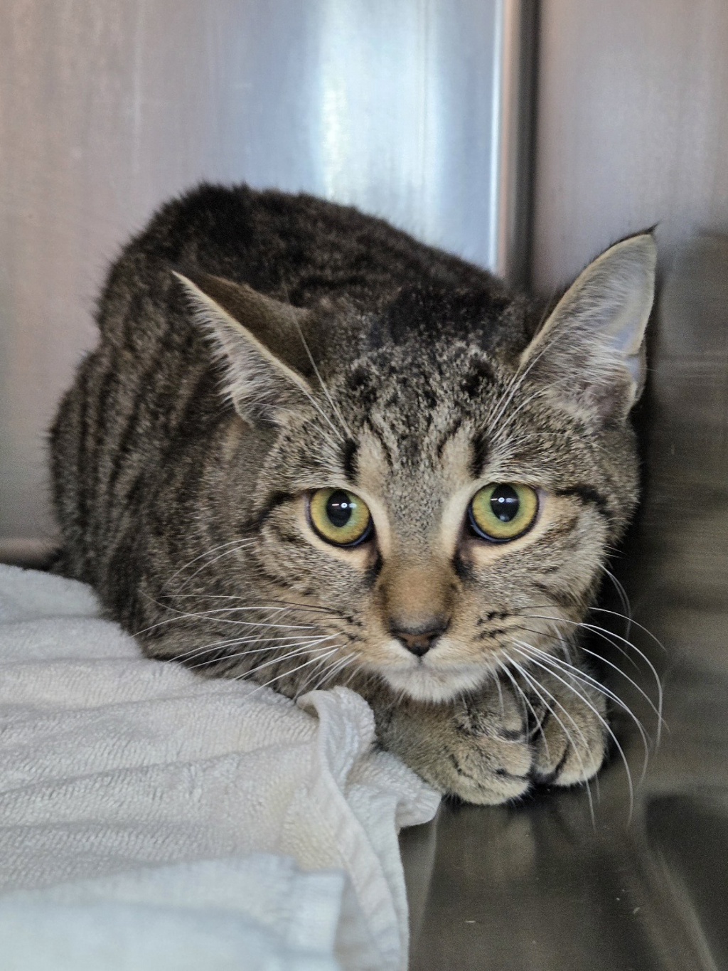 Shelter Stray Male Cat last seen ..., GLEN BURNIE, MD, 21060, 411 Maxwell Frye Rd, Millersville, MD 21108, USA