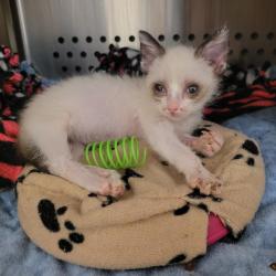 Shelter Stray Female Cat last seen Near Pacific Avenue, SAN LEANDRO, CA, 94577, 8323 Baldwin St, Oakland, CA 94621, USA