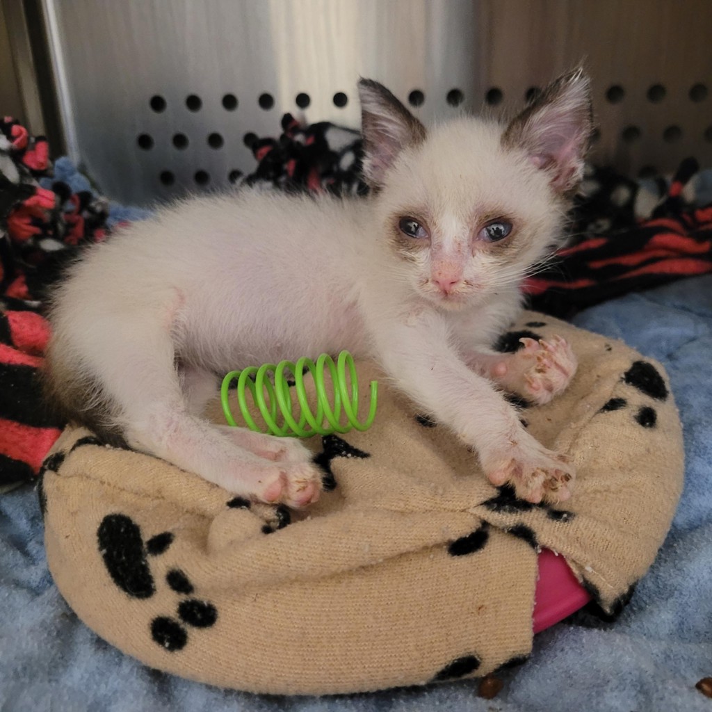 Shelter Stray Female Cat last seen Near Pacific Avenue, SAN LEANDRO, CA, 94577, 8323 Baldwin St, Oakland, CA 94621, USA