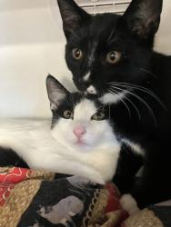 Shelter Stray Male Cat last seen Near Gayneswood Way, San Diego, CA, 92139, El Cajon, CA 92020, USA