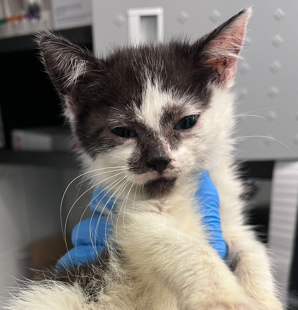 Shelter Stray Female Cat last seen W 44th Ave & Wadsworth Blvd, Wheat Ridge, CO, 80033, 580 McIntyre St, Golden, CO 80401, USA