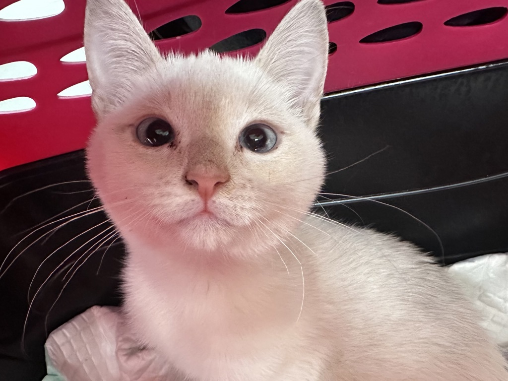 Shelter Stray Female Cat last seen Bucklin Hill Road, Silverdale, WA, 98383, 9167 Dickey Rd NW, Silverdale, WA 98383, USA