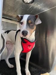 Shelter Stray Female Dog last seen Near Conestoga Wagon Way, DEL VALLE, TX, 78617, 7201 Levander Loop bldg a, Austin, TX 78702, USA