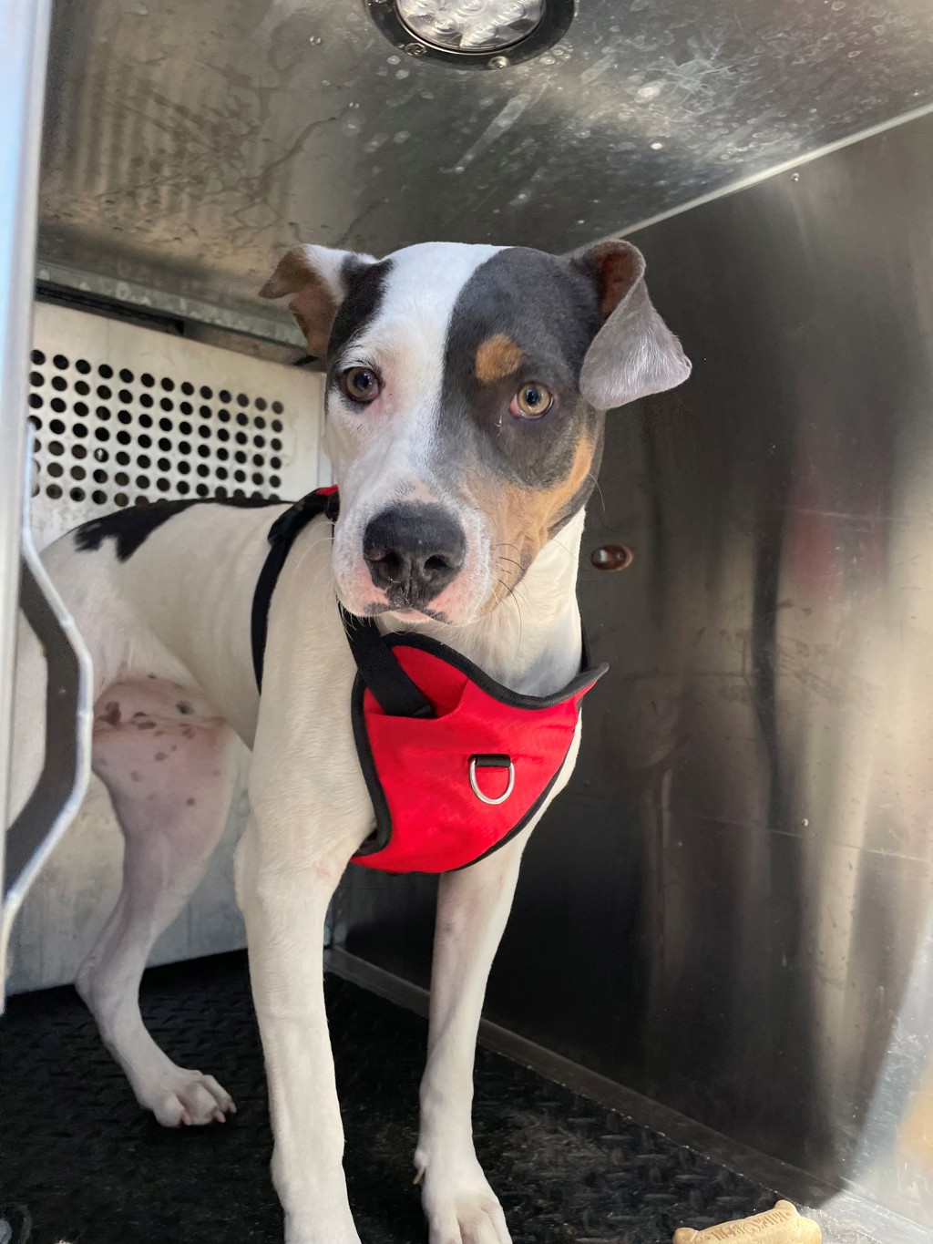 Shelter Stray Female Dog last seen Near Conestoga Wagon Way, DEL VALLE, TX, 78617, 7201 Levander Loop bldg a, Austin, TX 78702, USA