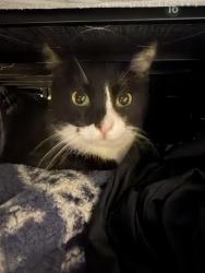Reunited Male Cat last seen 10th and Jefferson, Eugene, OR 97402