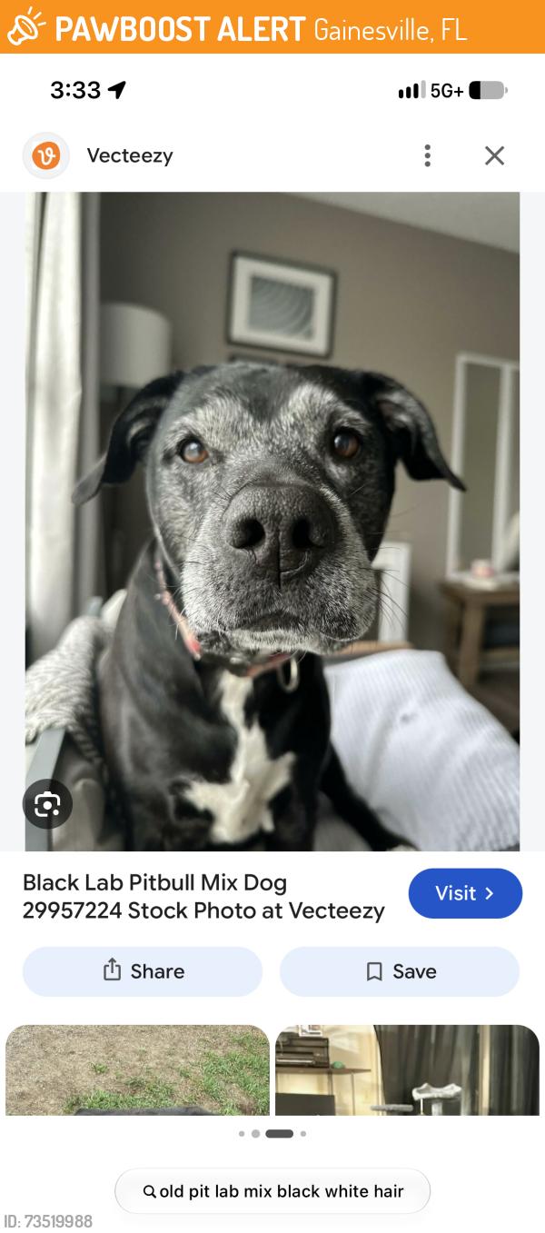 Found/Stray Unknown Dog last seen Close to the sweet berries on sixth Street, Gainesville, FL 32601