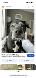 Found/Stray Unknown Dog last seen Close to the sweet berries on sixth Street, Gainesville, FL 32601