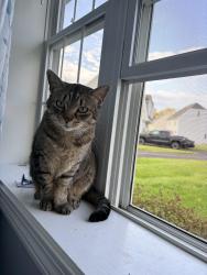 Lost Male Cat last seen county street and tiffany street intersection, Attleboro, MA 02703