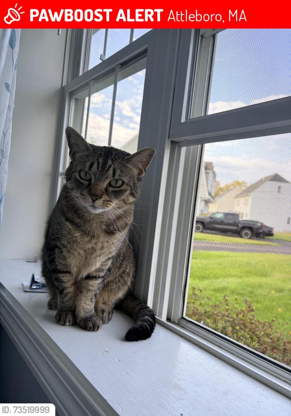 Lost Male Cat last seen county street and tiffany street intersection, Attleboro, MA 02703