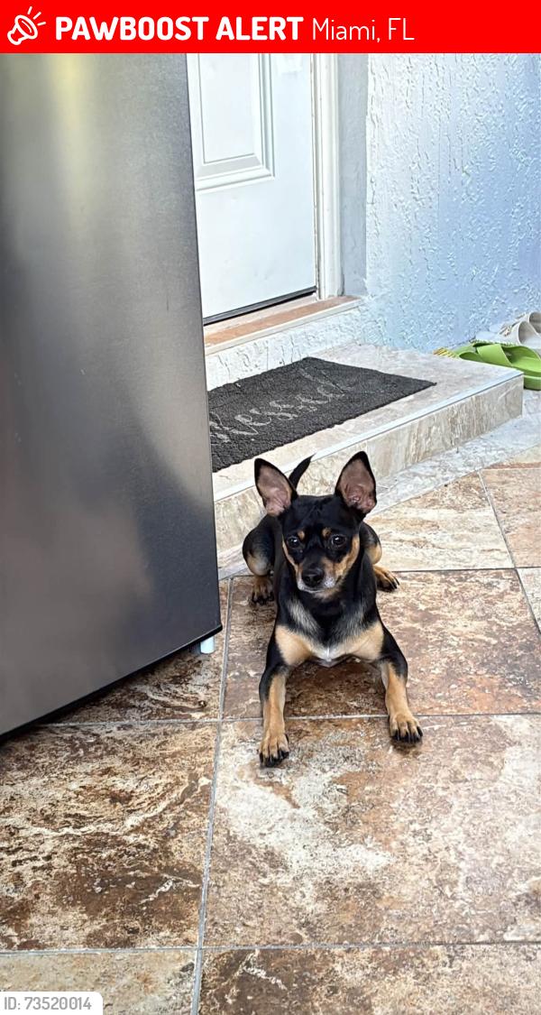 Lost Male Dog last seen Near & 118 Pl, Miami, FL 33177