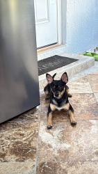 Lost Male Dog last seen Near & 118 Pl, Miami, FL 33177