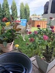 Reunited Female Dog last seen Piccard Avenu, San Diego, CA 92154