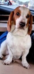 Lost Female Dog last seen Near Hicks Ave San Antonio Tx, San Antonio, TX 78210