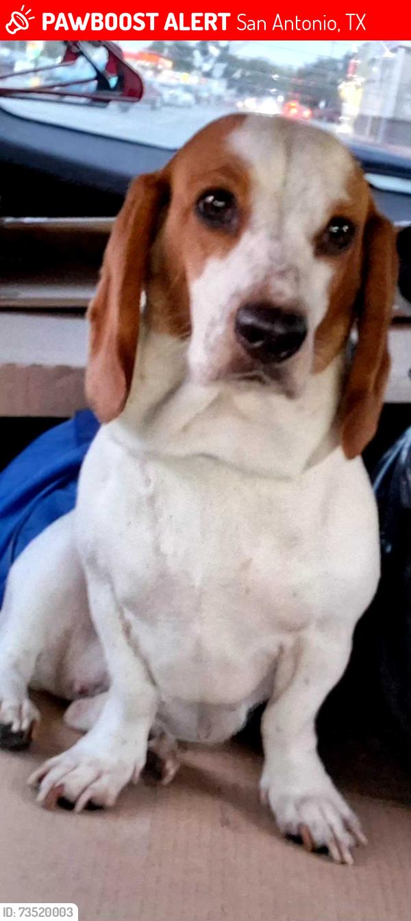 Lost Female Dog last seen Near Hicks Ave San Antonio Tx, San Antonio, TX 78210