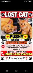 Lost Male Cat last seen ANTONIO VILLA LA PAZ apmts, Rancho Santa Margarita, CA 92688