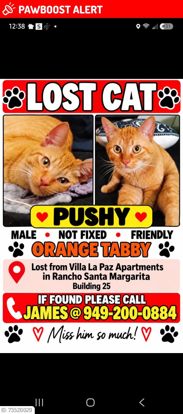 Lost Male Cat last seen ANTONIO VILLA LA PAZ apmts, Rancho Santa Margarita, CA 92688