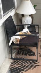 Reunited Female Cat last seen Highway 69. Kingwood Place Dr, Houston, TX 77339