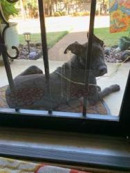 Found/Stray Male Dog last seen Patmore Road runs between Mullins Station and Whitten Road by Shelby Farms, Memphis, TN 38134