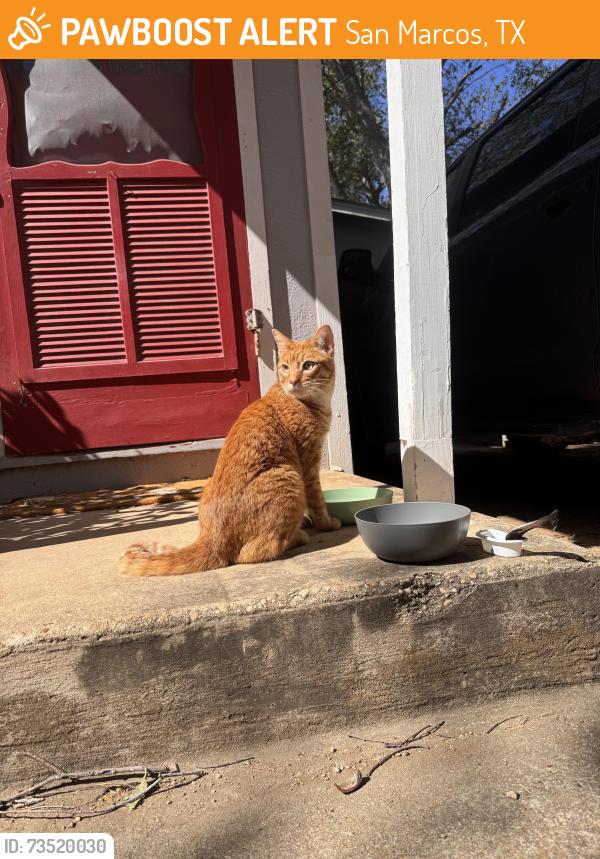 Found/Stray Unknown Cat last seen Mead street and South Mitchell, San Marcos, TX 78666