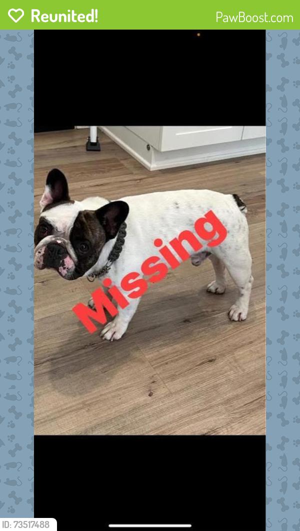 Reunited Male Dog last seen Colston Street area, near Loma Linda / Redlands, San Bernardino, CA 92408