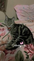 Lost Female Cat last seen Vermont st. And Elise dr., Redlands, CA 92374