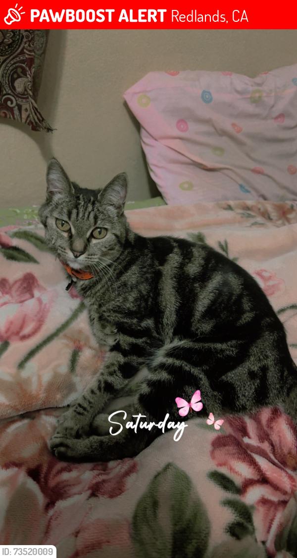 Lost Female Cat last seen Vermont st. And Elise dr., Redlands, CA 92374