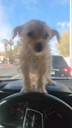 Lost Male Dog last seen Alta & Rancho, Las Vegas, NV 89106