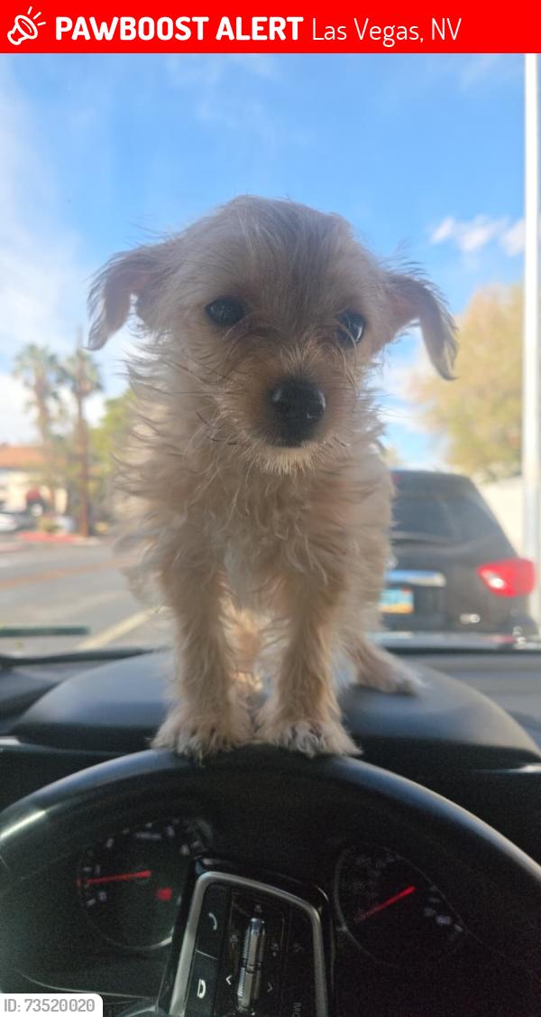 Lost Male Dog last seen Alta & Rancho, Las Vegas, NV 89106