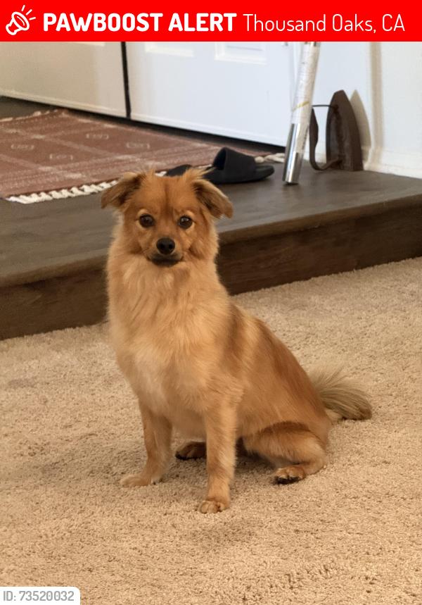 Lost Male Dog last seen Near los padres drive, Thousand Oaks, CA 91361