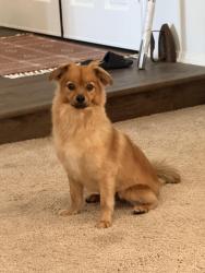 Lost Male Dog last seen Near los padres drive, Thousand Oaks, CA 91361