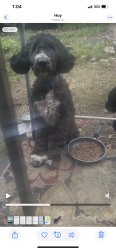 Lost Male Dog last seen Near BULLARD st montgomery al 36106, Montgomery, AL 36106