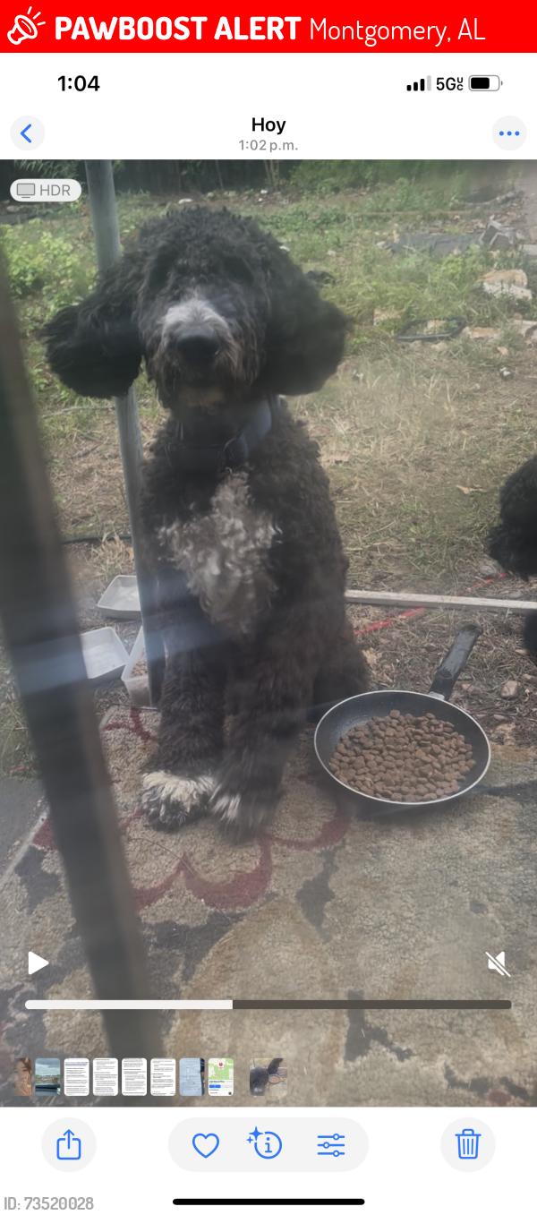 Lost Male Dog last seen Near BULLARD st montgomery al 36106, Montgomery, AL 36106