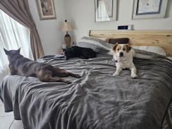 Reunited Female Dog last seen Lyngate, Port St. Lucie, FL 34952