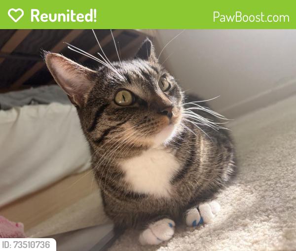 Reunited Male Cat last seen Right in the apmt homes in family tree portola springs, Irvine, CA 92618