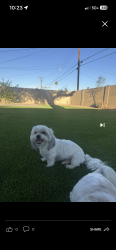 Reunited Female Dog last seen University Dr between Dobson and Alma school, Mesa, AZ 85201