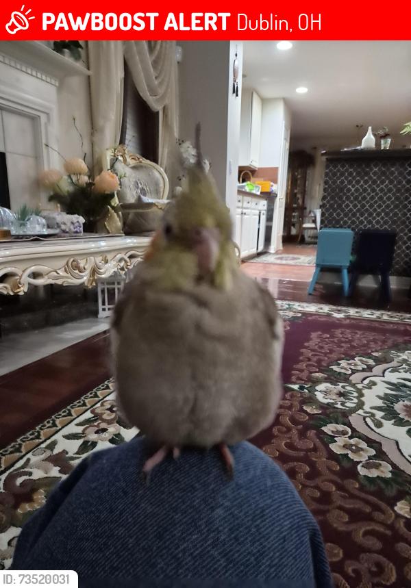 Lost Female Bird last seen Intersection of Hayden Run Road and Avery Road, Dublin, OH 43016