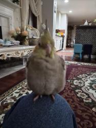 Lost Female Bird last seen Intersection of Hayden Run Road and Avery Road, Dublin, OH 43016