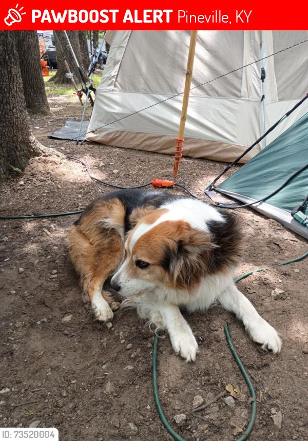Lost Male Dog last seen Near, Pineville, KY 40977