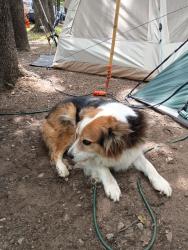 Lost Male Dog last seen Near, Pineville, KY 40977