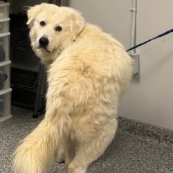 Shelter Stray Male Dog last seen , 328 Furman Hall Rd, Greenville, SC 29609, USA