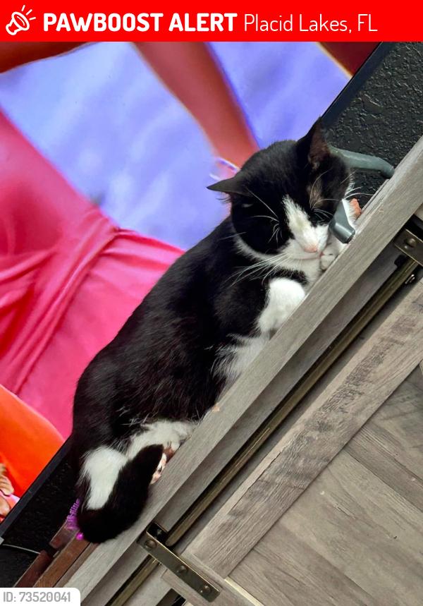 Lost Male Cat last seen Seen walking a path that crosses over to Chicago Way, Placid Lakes, FL 33852