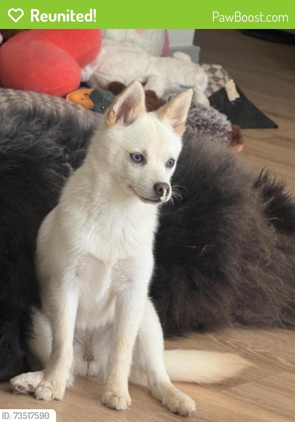 Reunited Female Dog last seen Near Extra Space Storage on Crocket behind Trulo Homes in Bentonville, Bentonville, AR 72712
