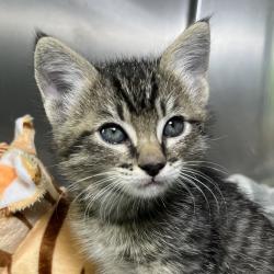 Shelter Stray Male Cat last seen , 4575 E Mesquite Ave, Palm Springs, CA 92264, USA